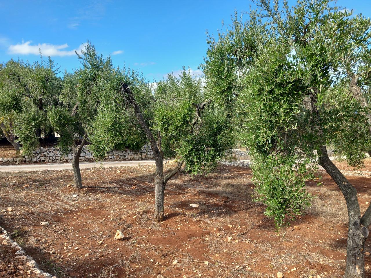 immagine annuncio 9 di 13