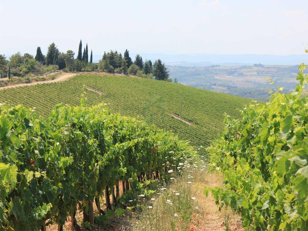 immagine annuncio 6 di 8