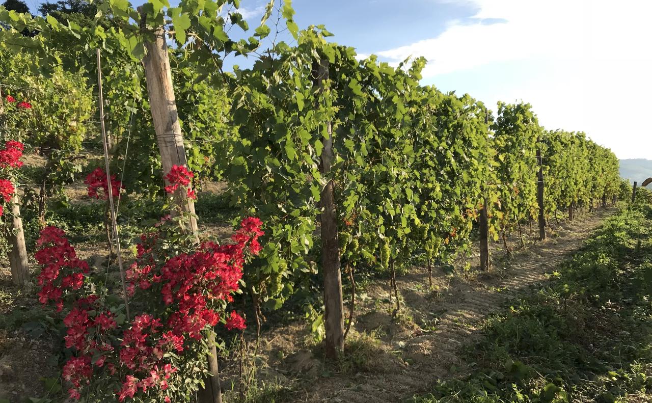 immagine annuncio 4 di 14