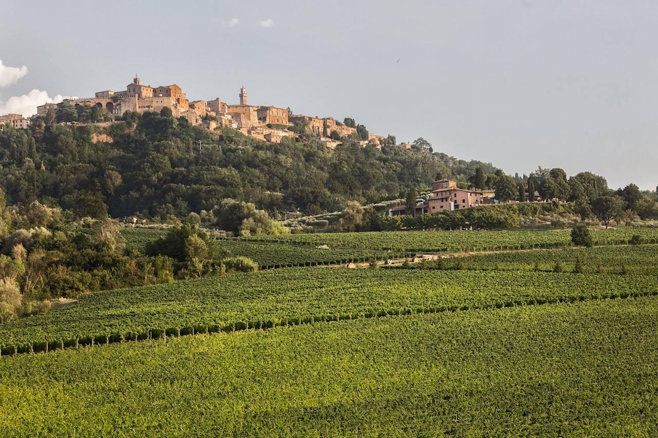 Azienda agricola in vendita a Montepulciano