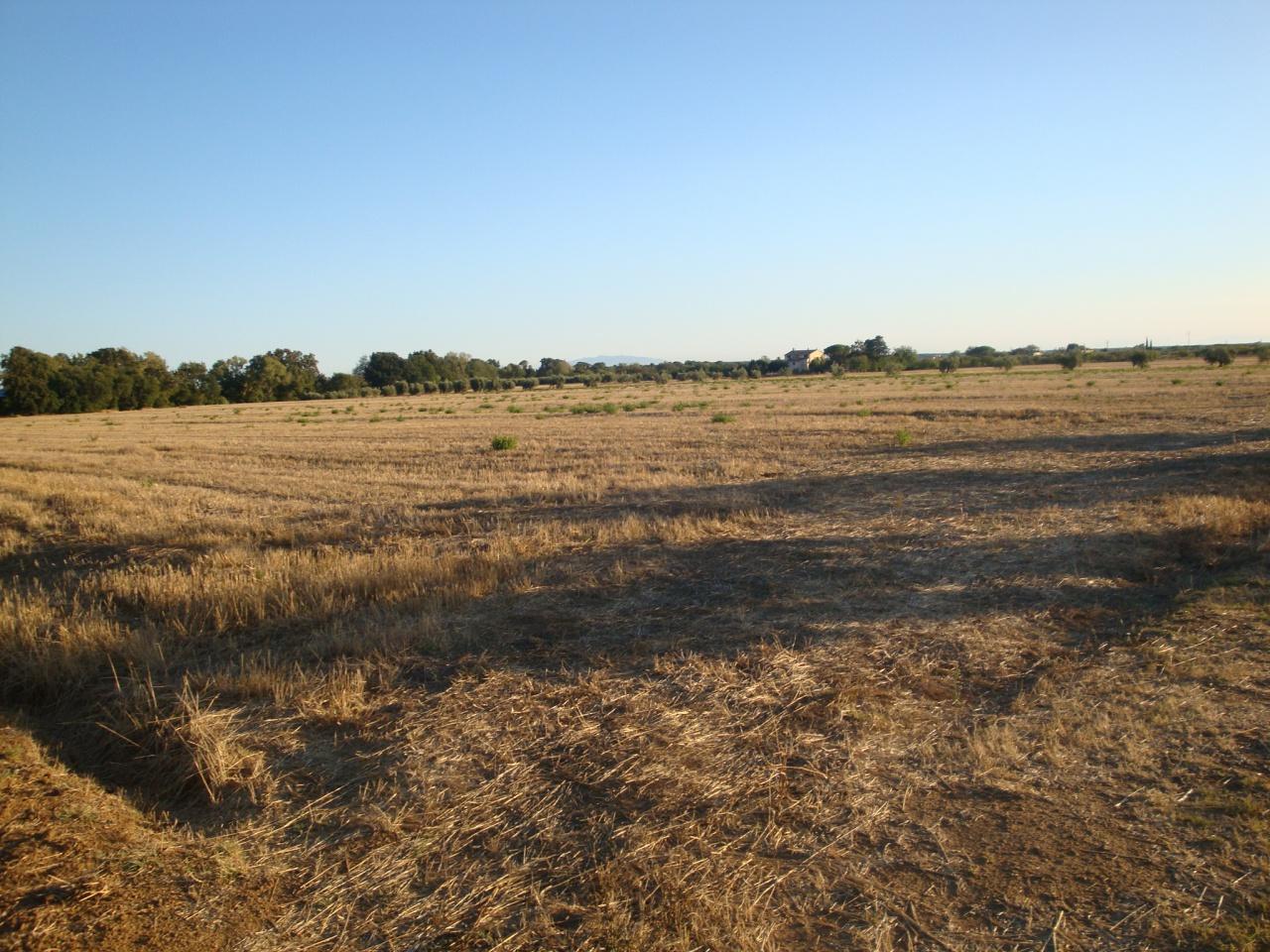 Terreno agricolo in vendita a Rosignano Marittimo