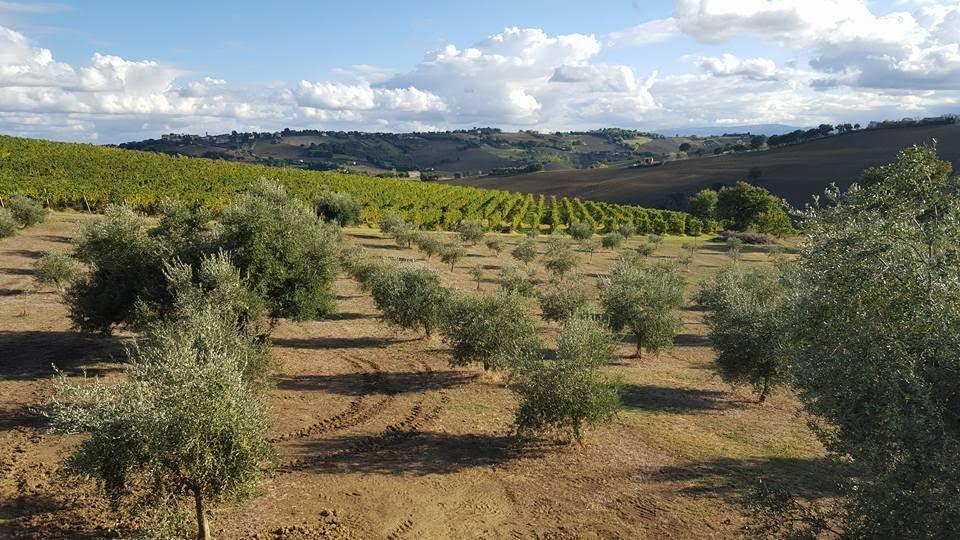 Azienda agricola in , Volterra - Foto 1