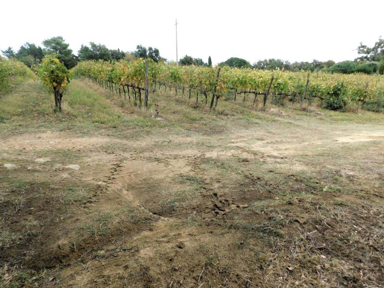 Azienda agricola in , Manciano, {3} - Foto 2
