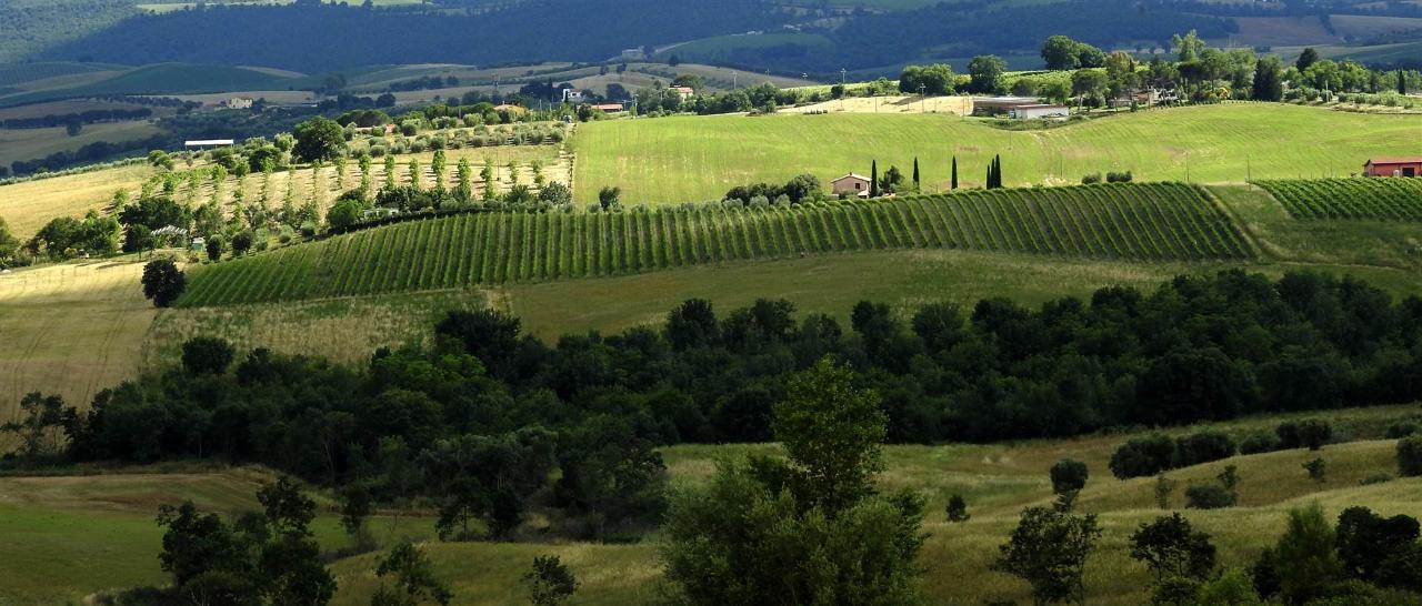Azienda agricola in , Scansano, {3} - Foto 1