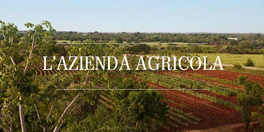 Azienda agricola in , Follonica, {3} - Foto 2