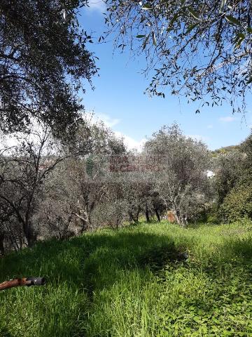 Agricultural land, Sarzana - Photo 1