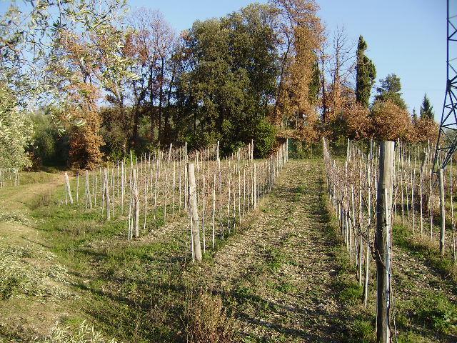 immagine annuncio 4 di 11