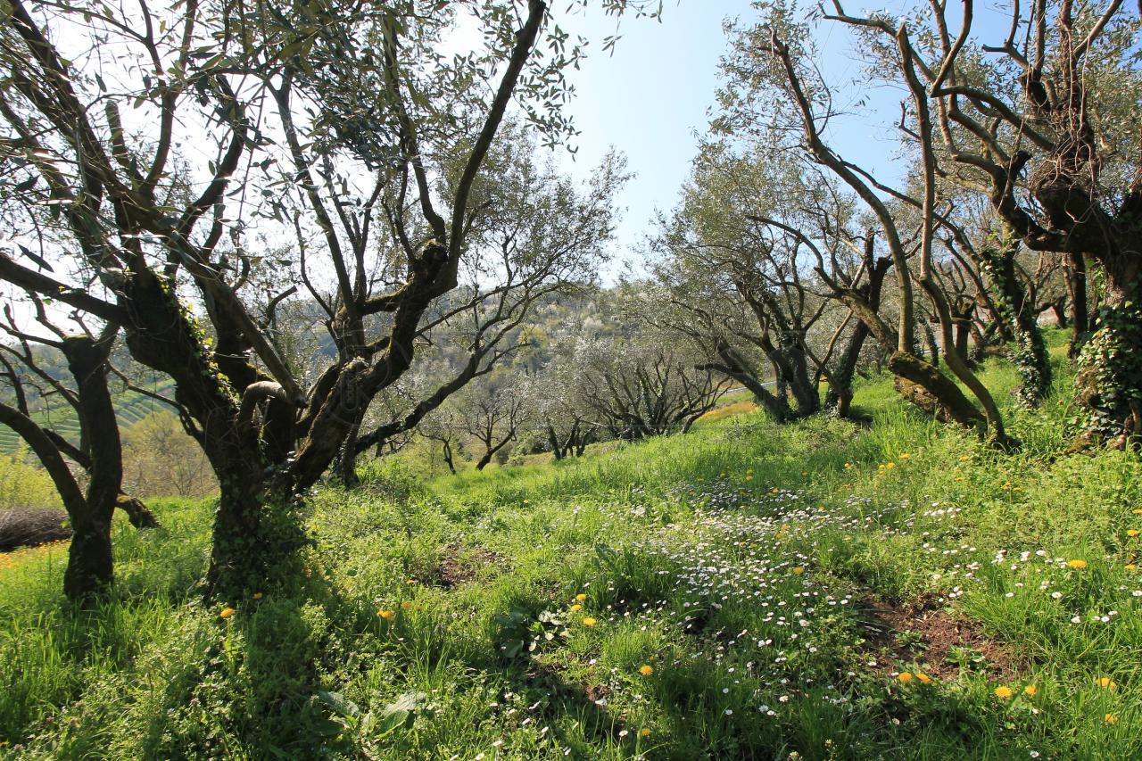 immagine annuncio 10 di 14