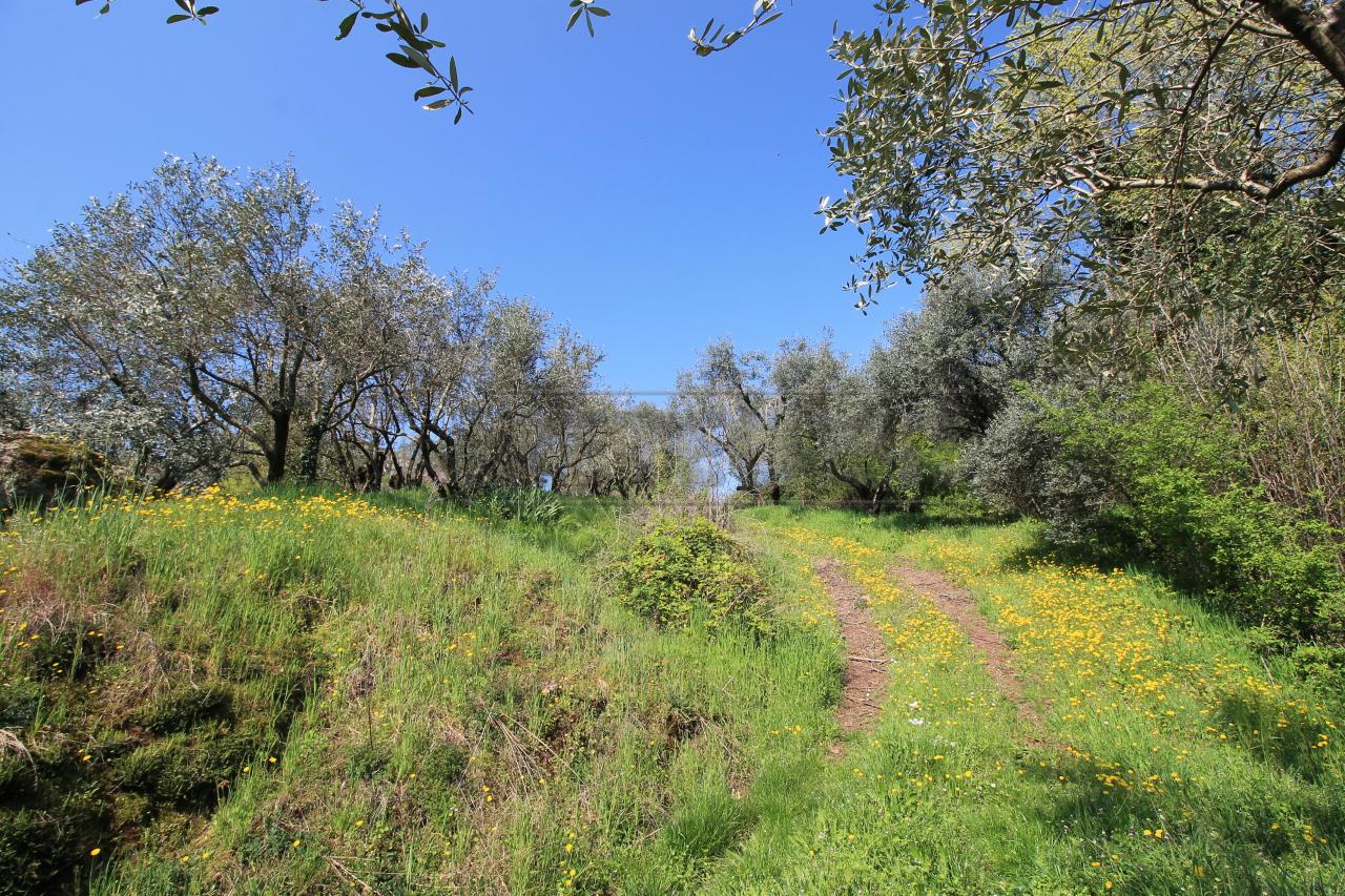 immagine annuncio 12 di 14