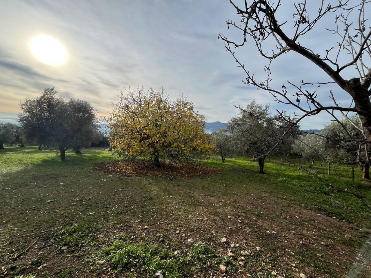 immagine annuncio 5 di 8