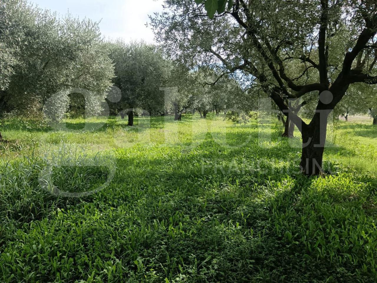 immagine annuncio 6 di 7