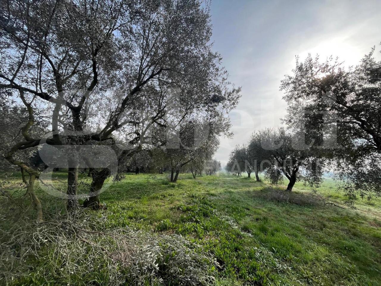 immagine annuncio 4 di 7