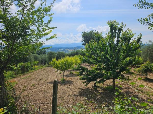 Magazzino in Località Muraltello, Penna In Teverina, {3} - Foto 1