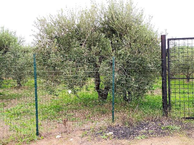 Agricultural land, Follonica - Photo 1