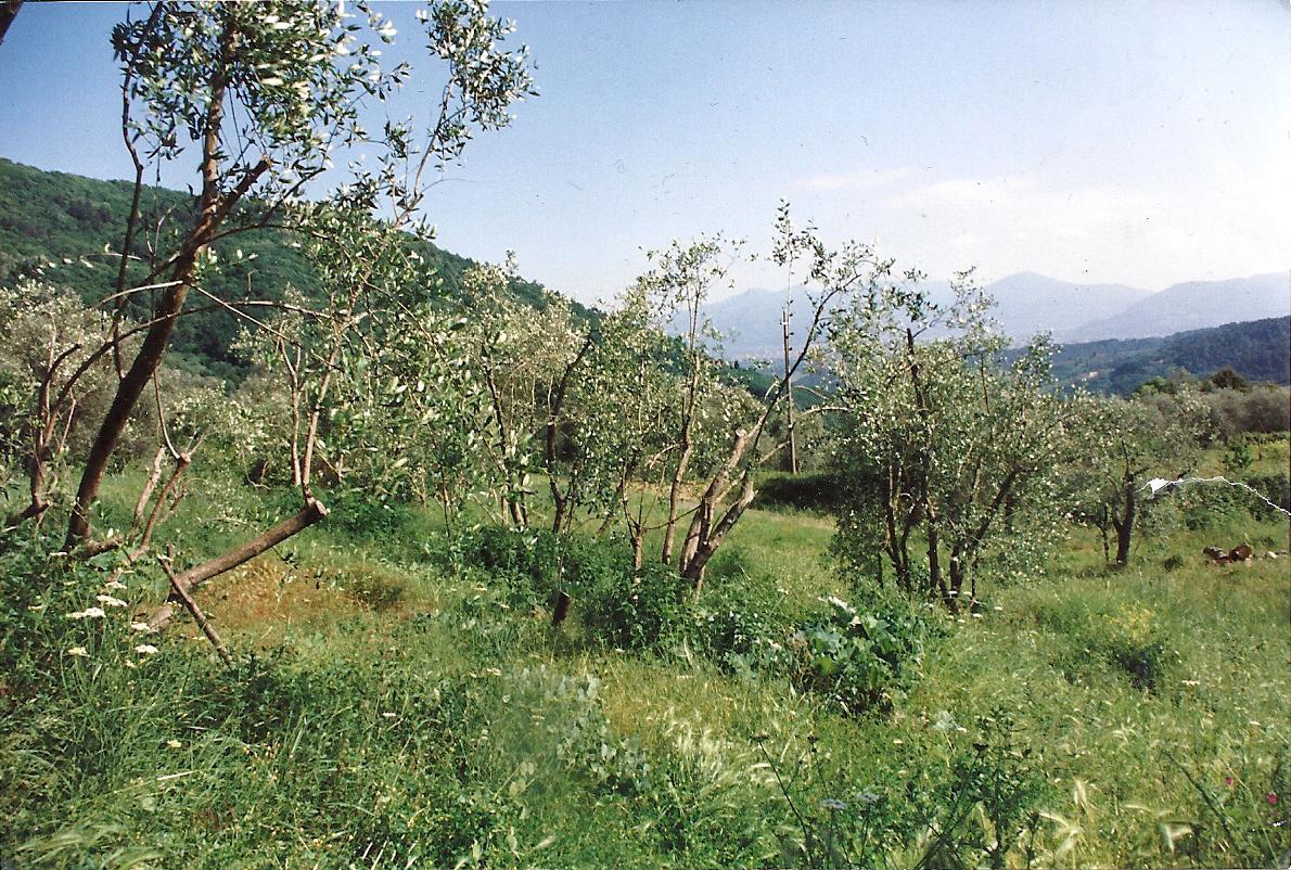 immagine annuncio 5 di 9
