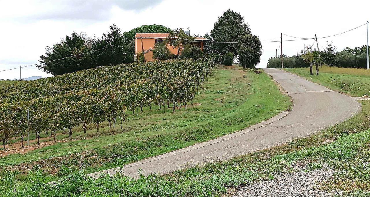 Azienda agricola in Zona Sant'Andrea, Magliano in Toscana, Grosseto, Magliano In Toscana, {3} - Foto 1