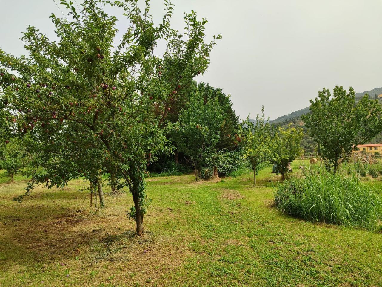 immagine annuncio 8 di 14