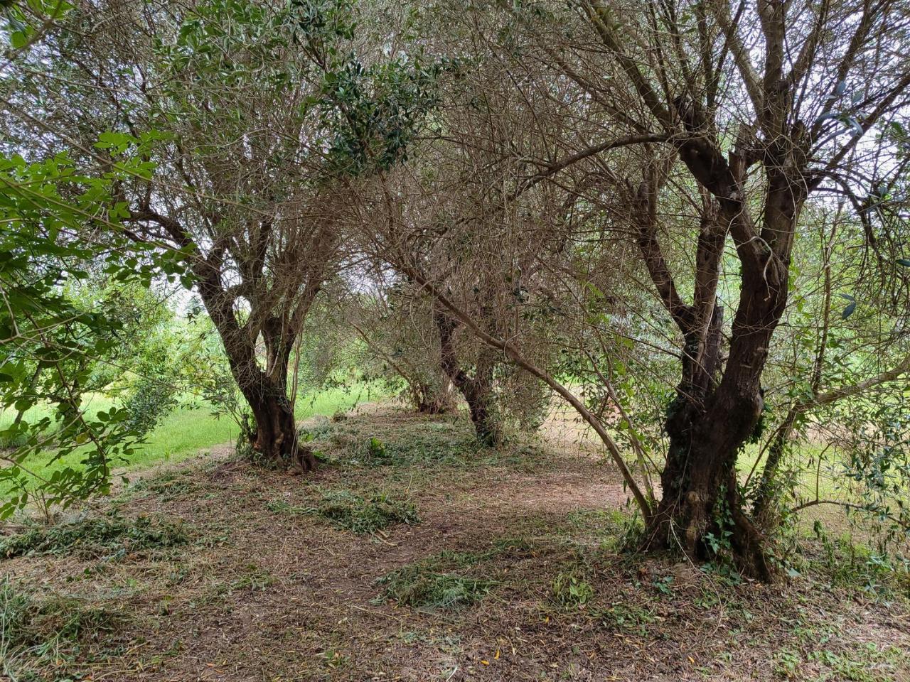 immagine annuncio 10 di 14