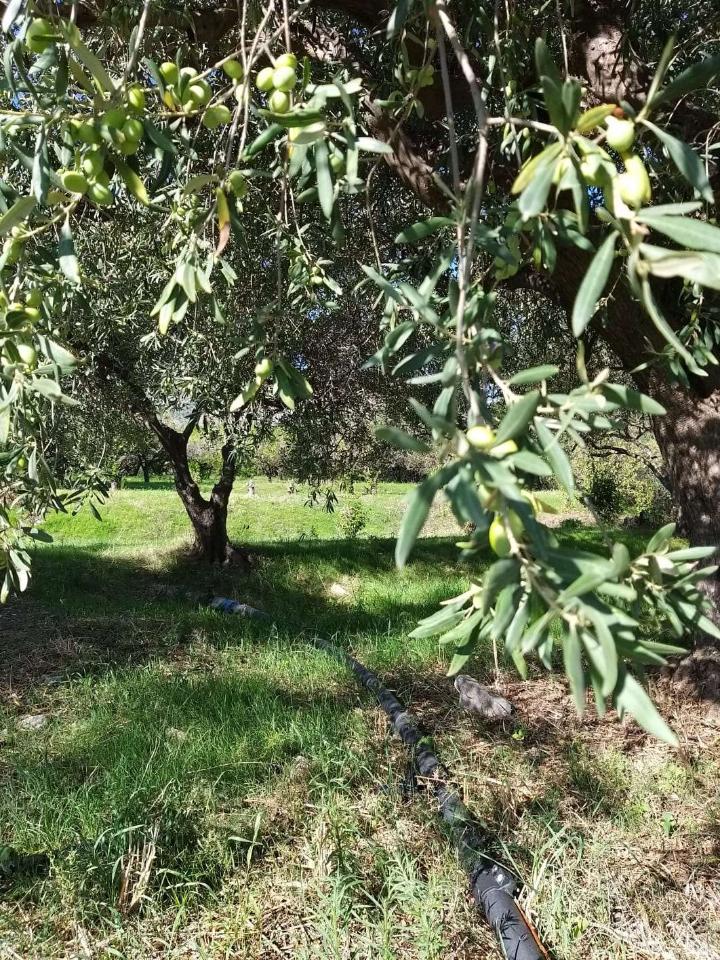 immagine annuncio 9 di 14