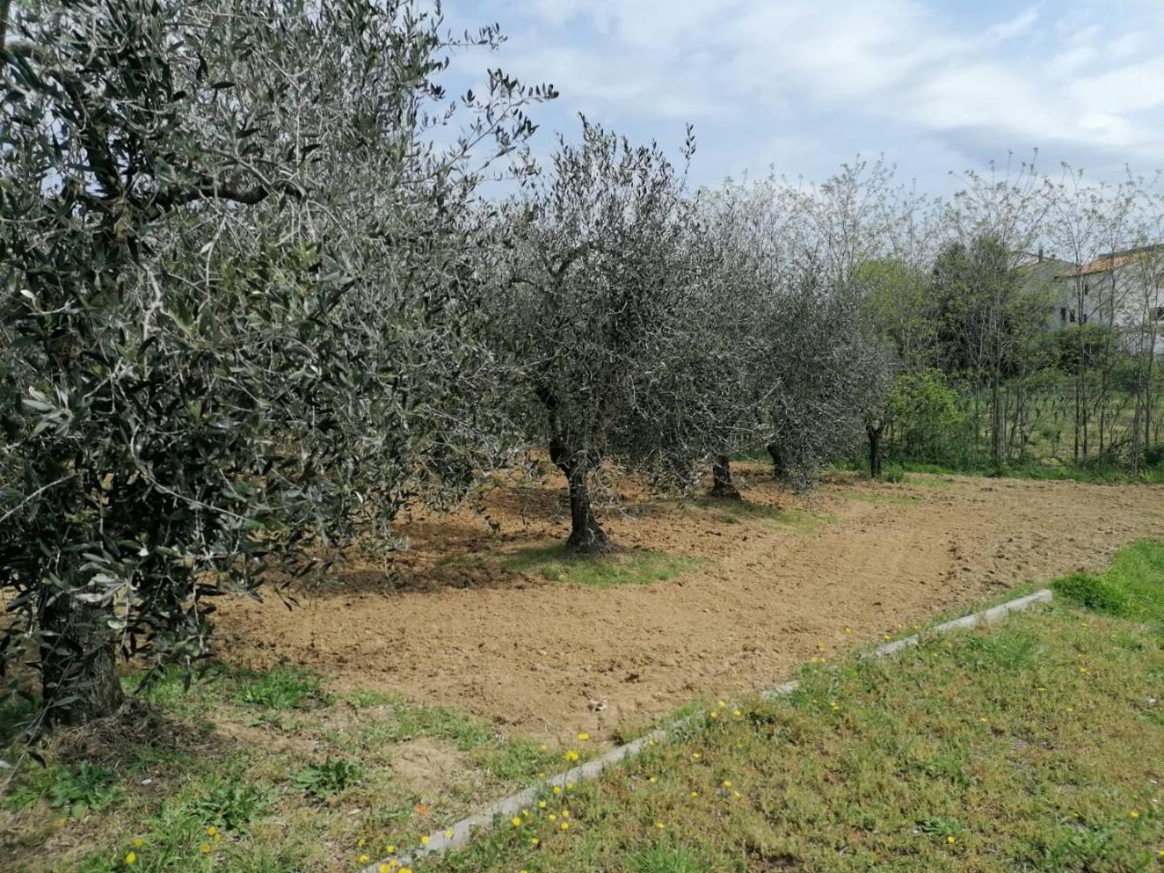 immagine annuncio 1 di 14