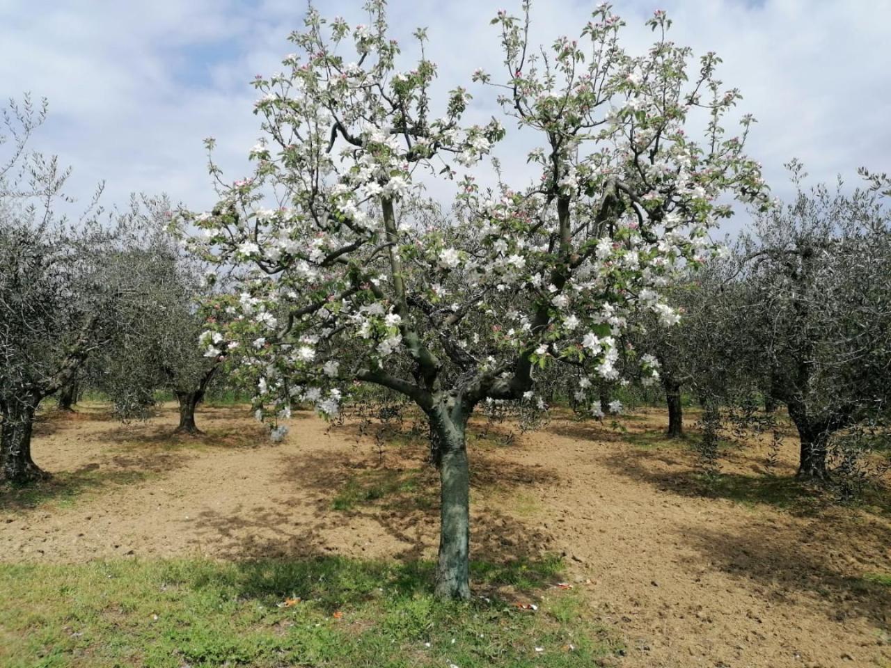 immagine annuncio 4 di 14