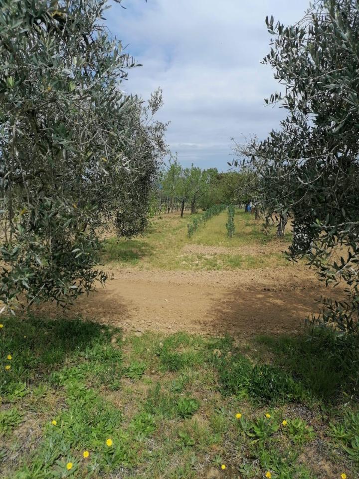 immagine annuncio 9 di 14