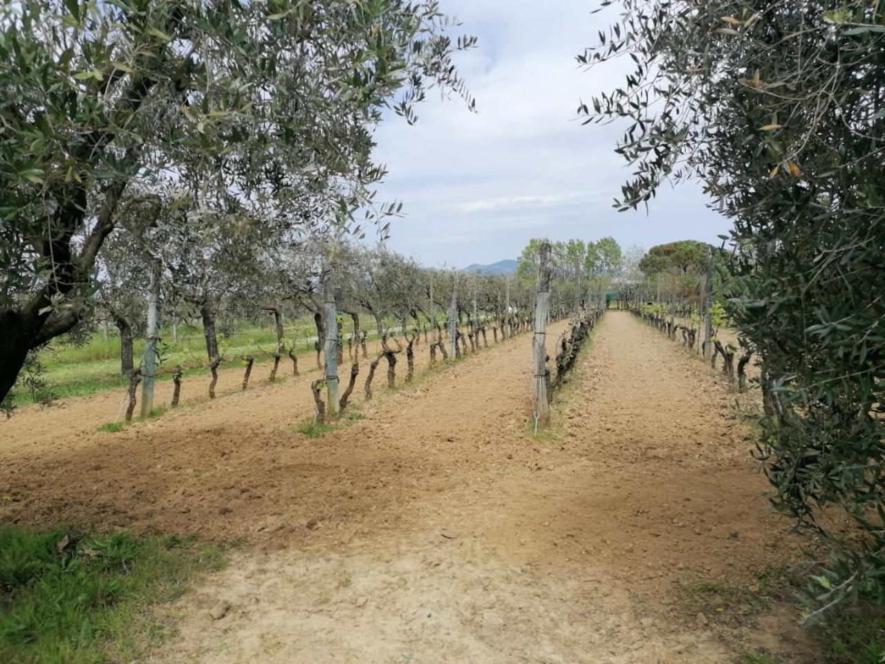 immagine annuncio 3 di 14