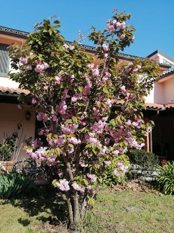 Mansion, Vecchiano - Photo 1