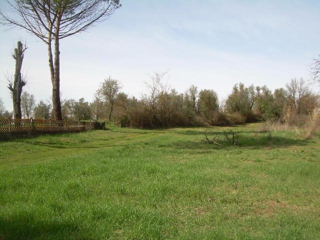 insertion image
