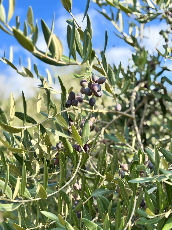 immagine annuncio 2 di 6