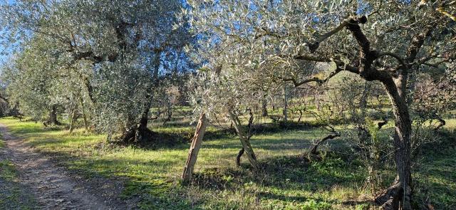 Terreno agricolo in {3}, - Foto 1