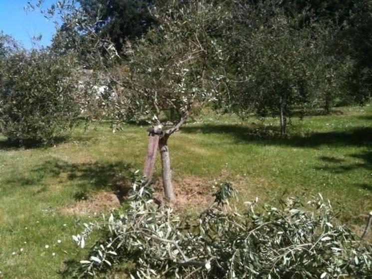 immagine annuncio 1 di 3
