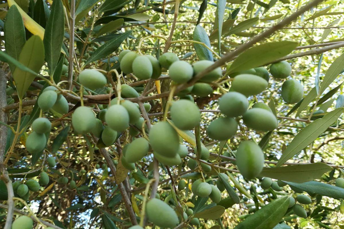 immagine annuncio 2 di 3