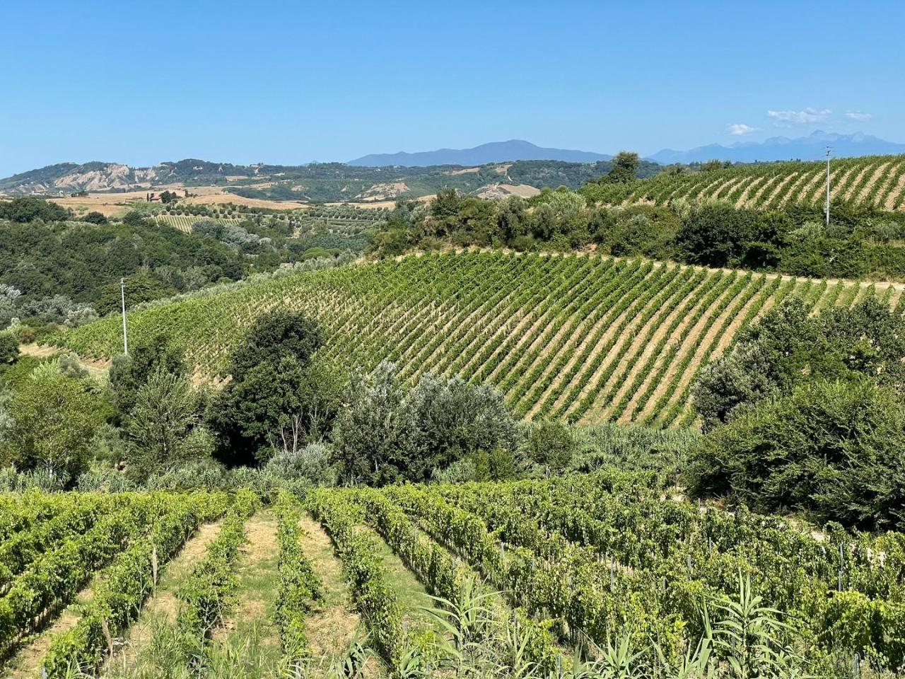 Azienda agricola in , Montaione, {3} - Foto 1