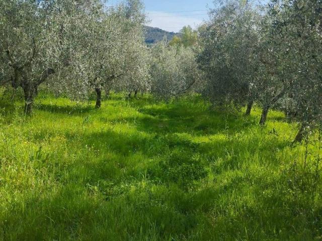 Terreno agricolo, Livorno - Foto 1