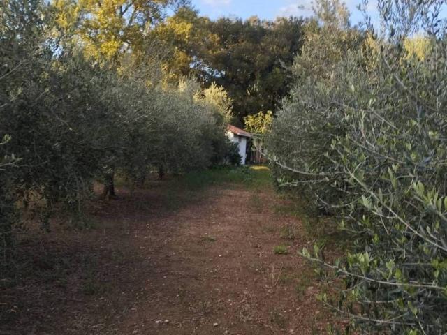 Agricultural land, Livorno - Photo 1