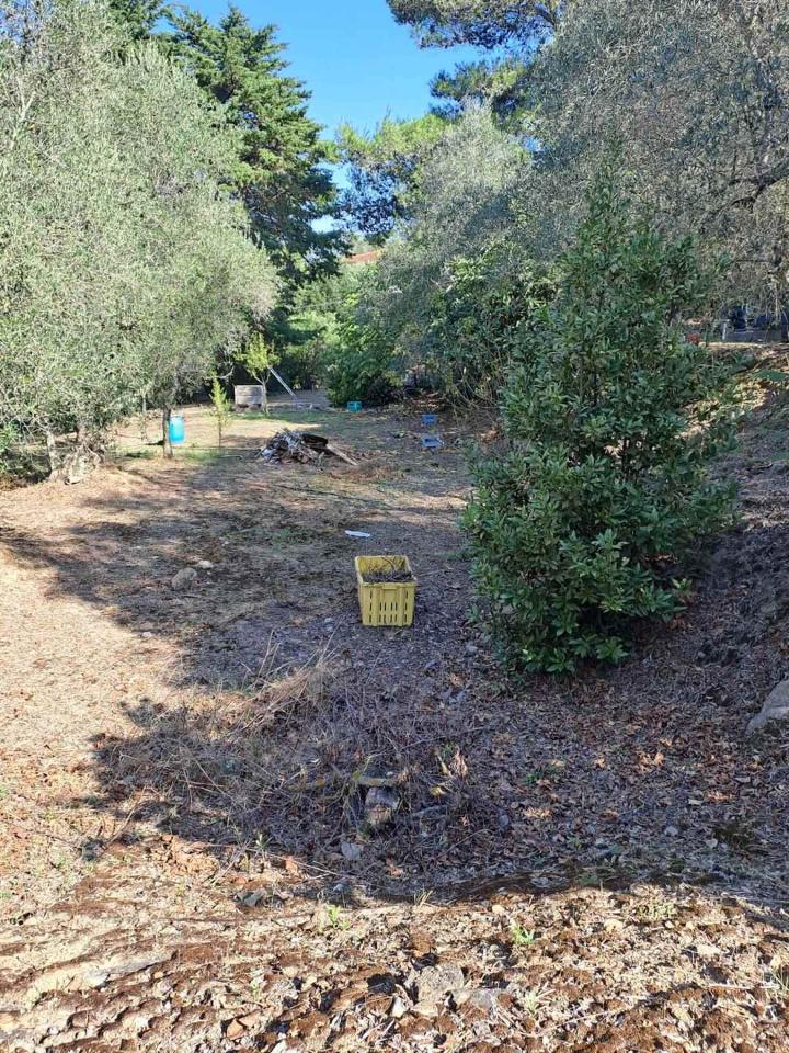 immagine annuncio 3 di 12