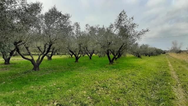 Terreno agricolo in {3}, - Foto 1