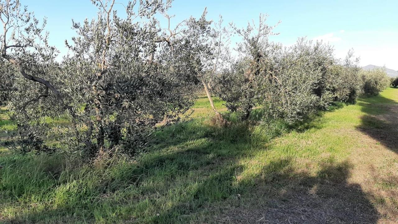 Terreno agricolo in vendita a Rosignano Marittimo