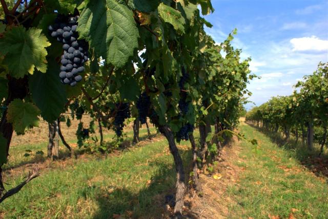 Agrargrundstück, Vecchiano - Foto 1