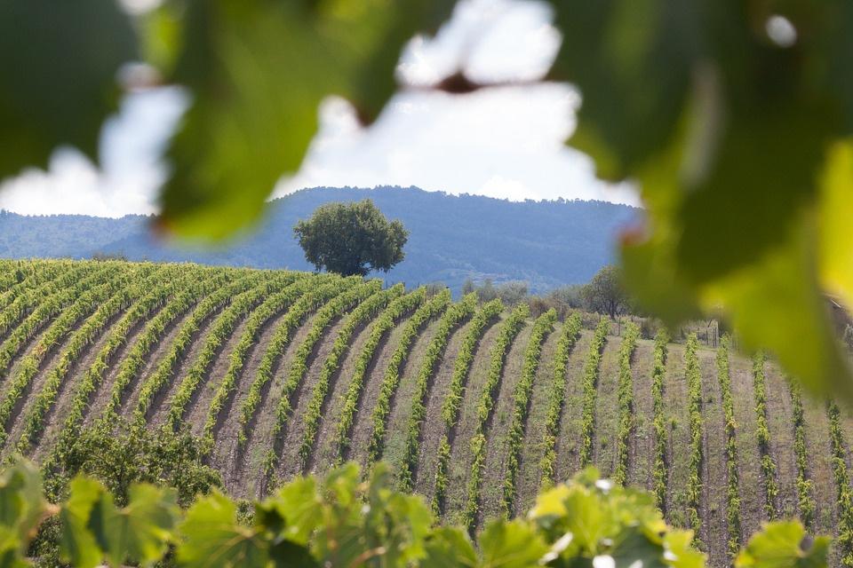 Azienda agricola in , Greve in Chianti - Foto 1
