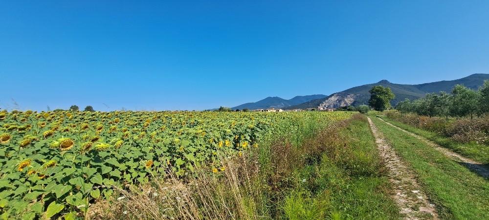 immagine annuncio 10 di 12