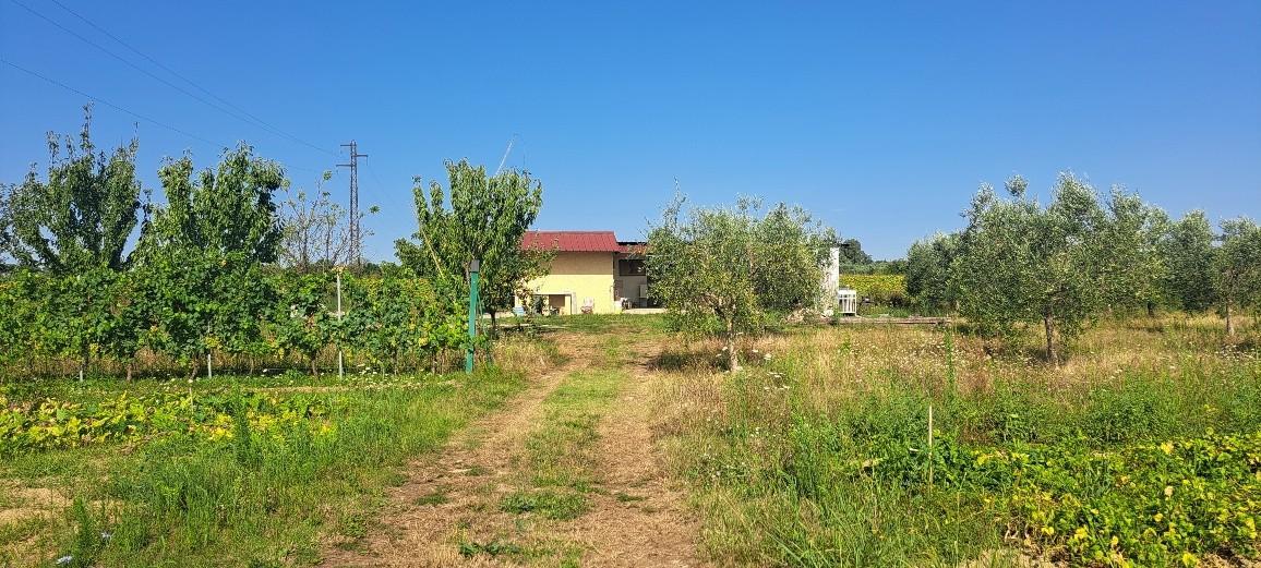 immagine annuncio 2 di 12