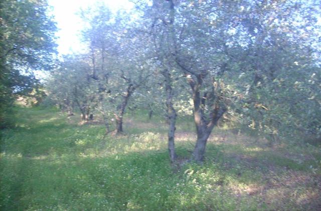 Terreno agricolo, Colle di Val d'Elsa - Foto 1