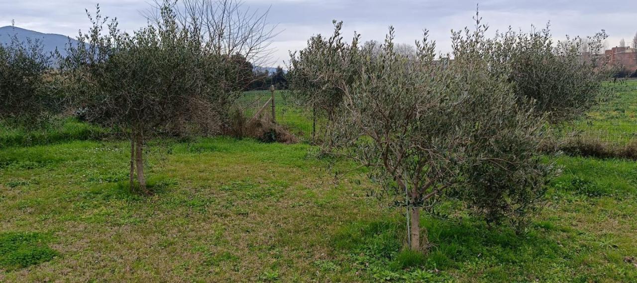 immagine annuncio 6 di 13