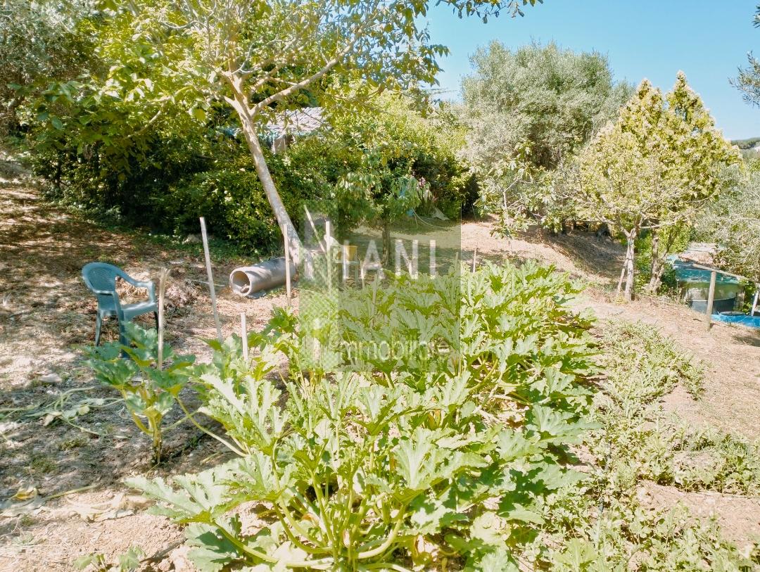 terreno agricolo in vendita a Livorno in zona Collinaia