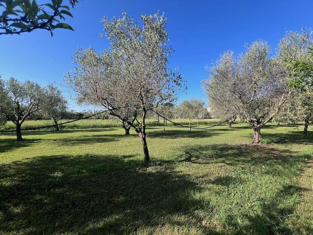 immagine annuncio 6 di 9