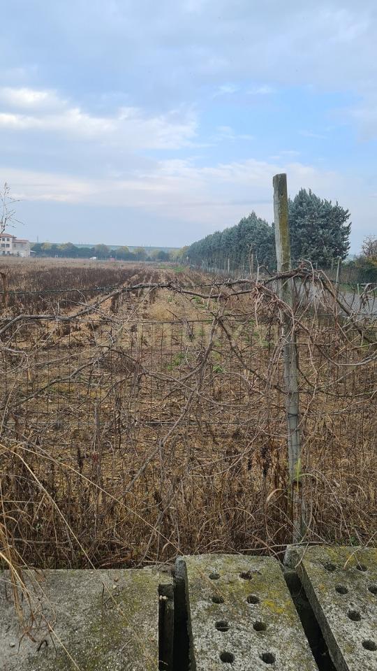 immagine annuncio 6 di 11