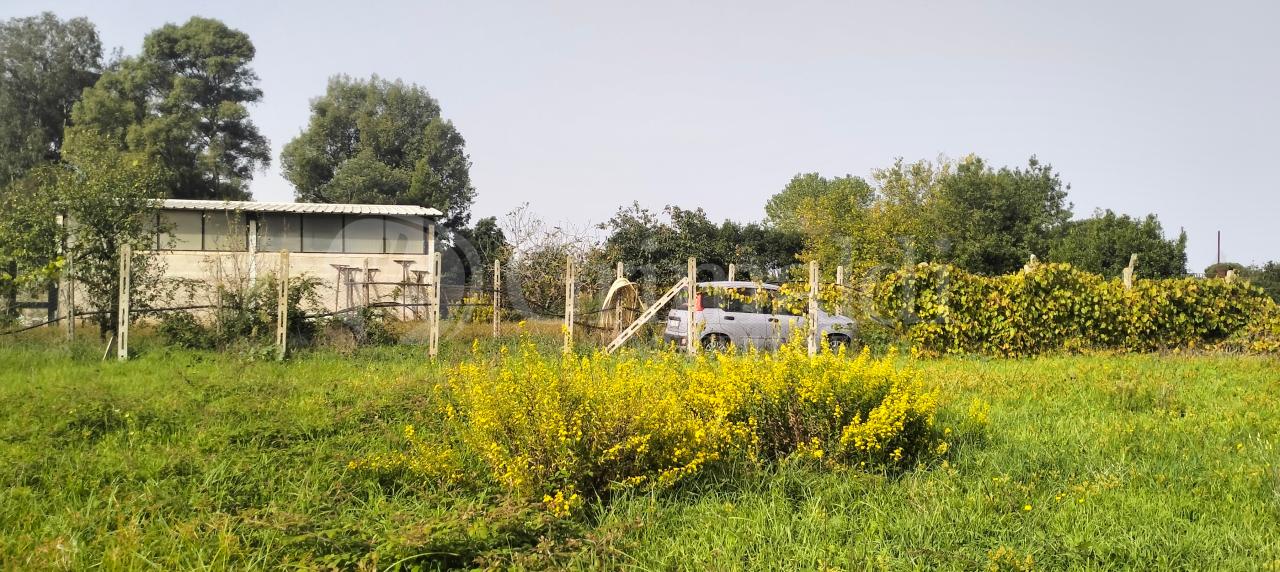 immagine annuncio 7 di 12