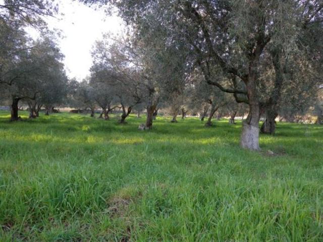 Terreno agricolo in C.da Piano Milo, Noto - Foto 1